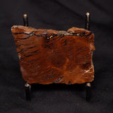 STROMATOLITE, Parda Formation, Early Cretaceous (Aptian), Australia ZPF015