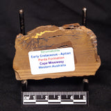 STROMATOLITE, Parda Formation, Early Cretaceous (Aptian), Australia ZPF016
