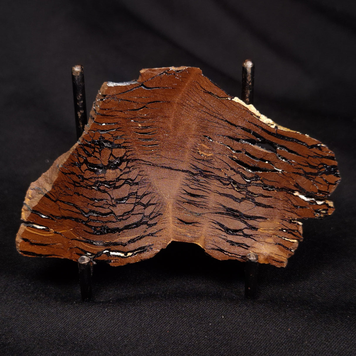 STROMATOLITE, Parda Formation, Early Cretaceous (Aptian), Australia ZPF018