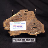 STROMATOLITE, Parda Formation, Early Cretaceous (Aptian), Australia ZPF018