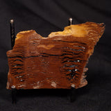 STROMATOLITE, Parda Formation, Early Cretaceous (Aptian), Australia ZPF019
