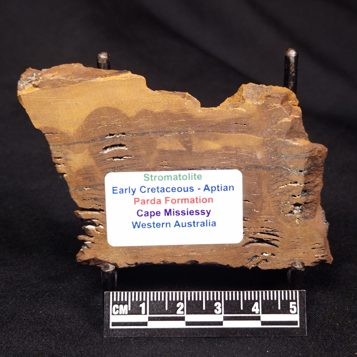 STROMATOLITE, Parda Formation, Early Cretaceous (Aptian), Australia ZPF019
