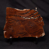 STROMATOLITE, Parda Formation, Early Cretaceous (Aptian), Australia ZPF020