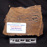 STROMATOLITE, Parda Formation, Early Cretaceous (Aptian), Australia ZPF020