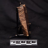 STROMATOLITE, Parda Formation, Early Cretaceous (Aptian), Australia ZPF020