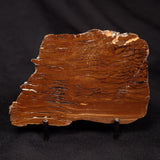 STROMATOLITE, Parda Formation, Early Cretaceous (Aptian), Australia ZPF021