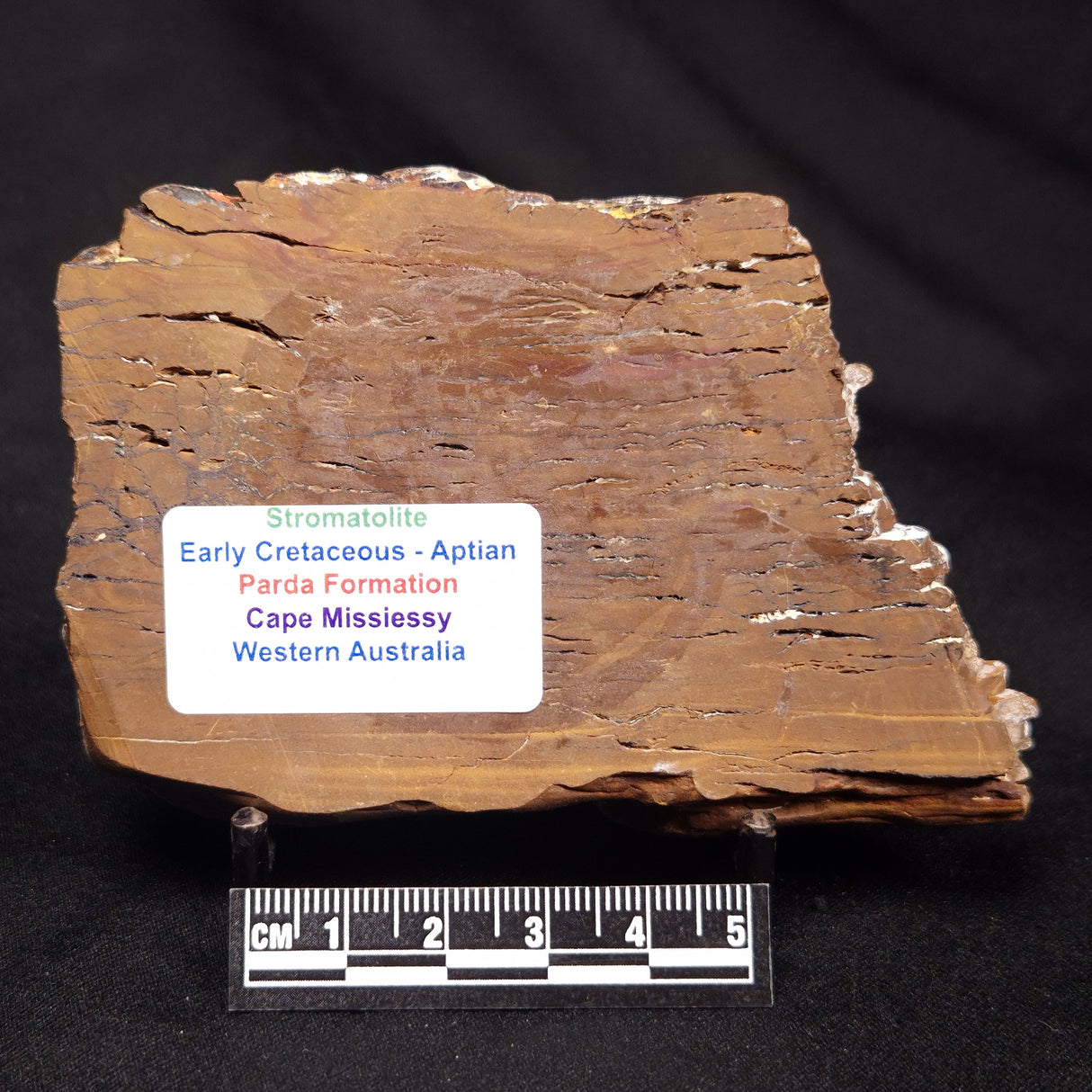 STROMATOLITE, Parda Formation, Early Cretaceous (Aptian), Australia ZPF021