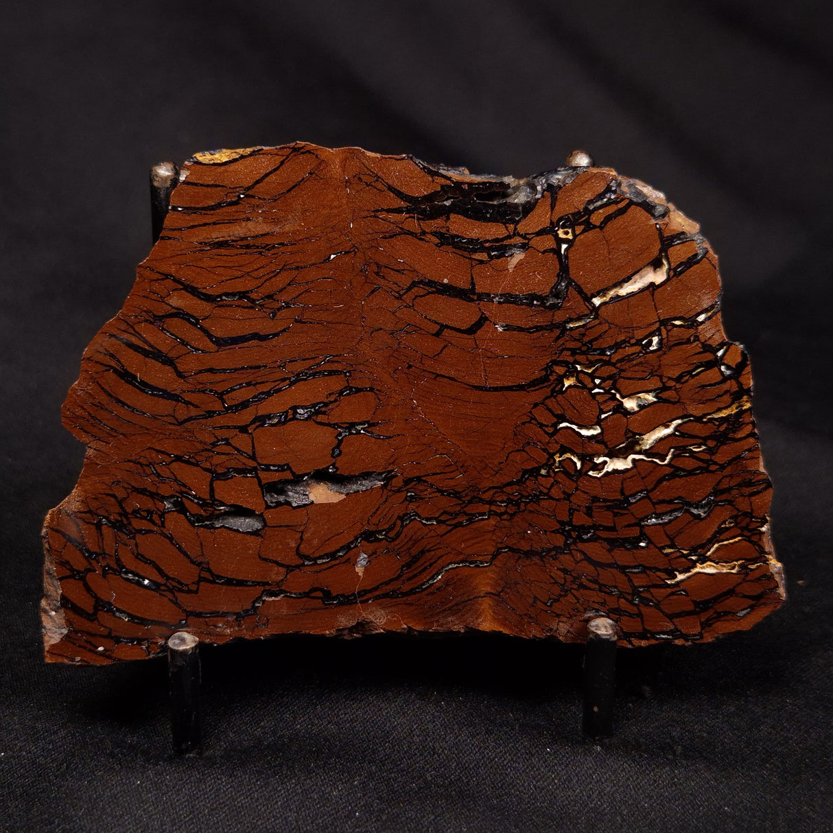 STROMATOLITE, Parda Formation, Early Cretaceous (Aptian), Australia ZPF023