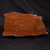 STROMATOLITE, Parda Formation, Early Cretaceous (Aptian), Australia ZPF024