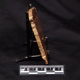 STROMATOLITE, Parda Formation, Early Cretaceous (Aptian), Australia ZPF024