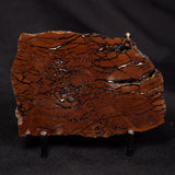 STROMATOLITE, Parda Formation, Early Cretaceous (Aptian), Australia ZPF025