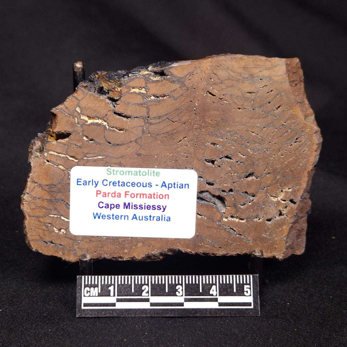 STROMATOLITE, Parda Formation, Early Cretaceous (Aptian), Australia ZPF025