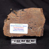 STROMATOLITE, Parda Formation, Early Cretaceous (Aptian), Australia ZPF025