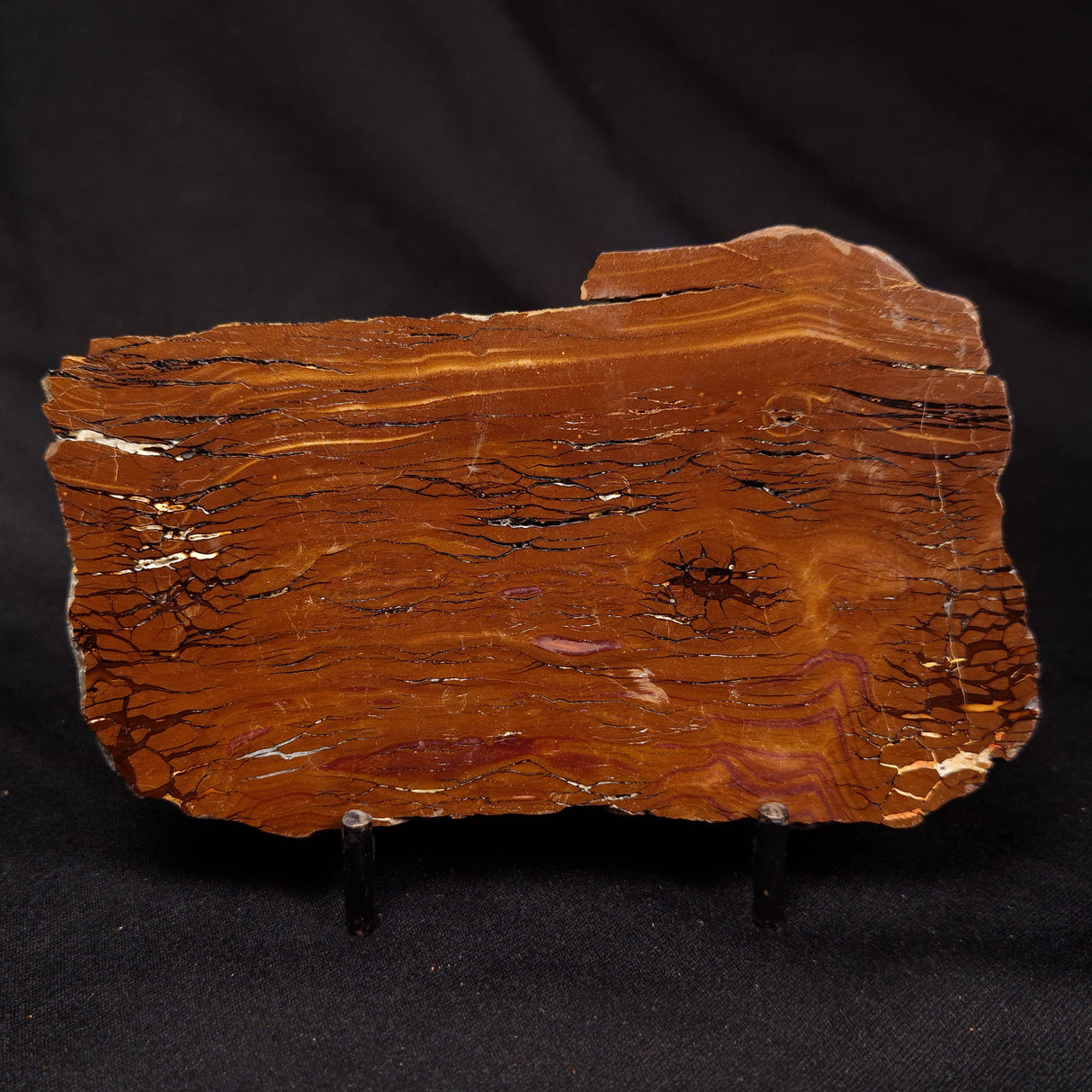 STROMATOLITE, Parda Formation, Early Cretaceous (Aptian), Australia ZPF027