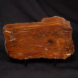 STROMATOLITE, Parda Formation, Early Cretaceous (Aptian), Australia ZPF027