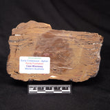 STROMATOLITE, Parda Formation, Early Cretaceous (Aptian), Australia ZPF027