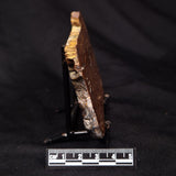 STROMATOLITE, Parda Formation, Early Cretaceous (Aptian), Australia ZPF027