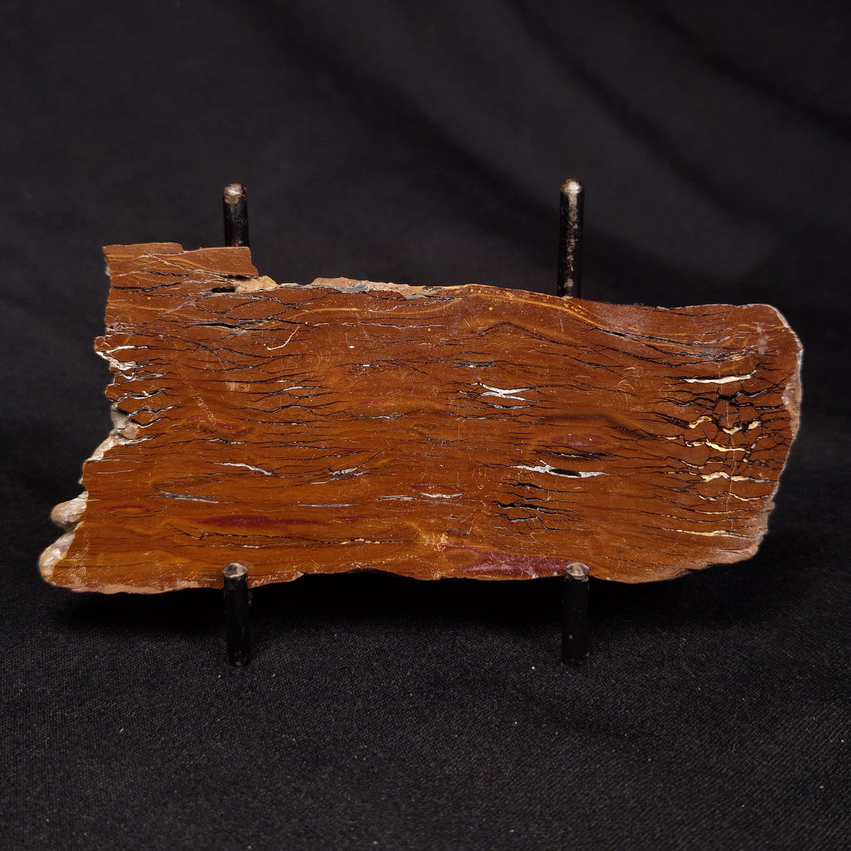 STROMATOLITE, Parda Formation, Early Cretaceous (Aptian), Australia ZPF028