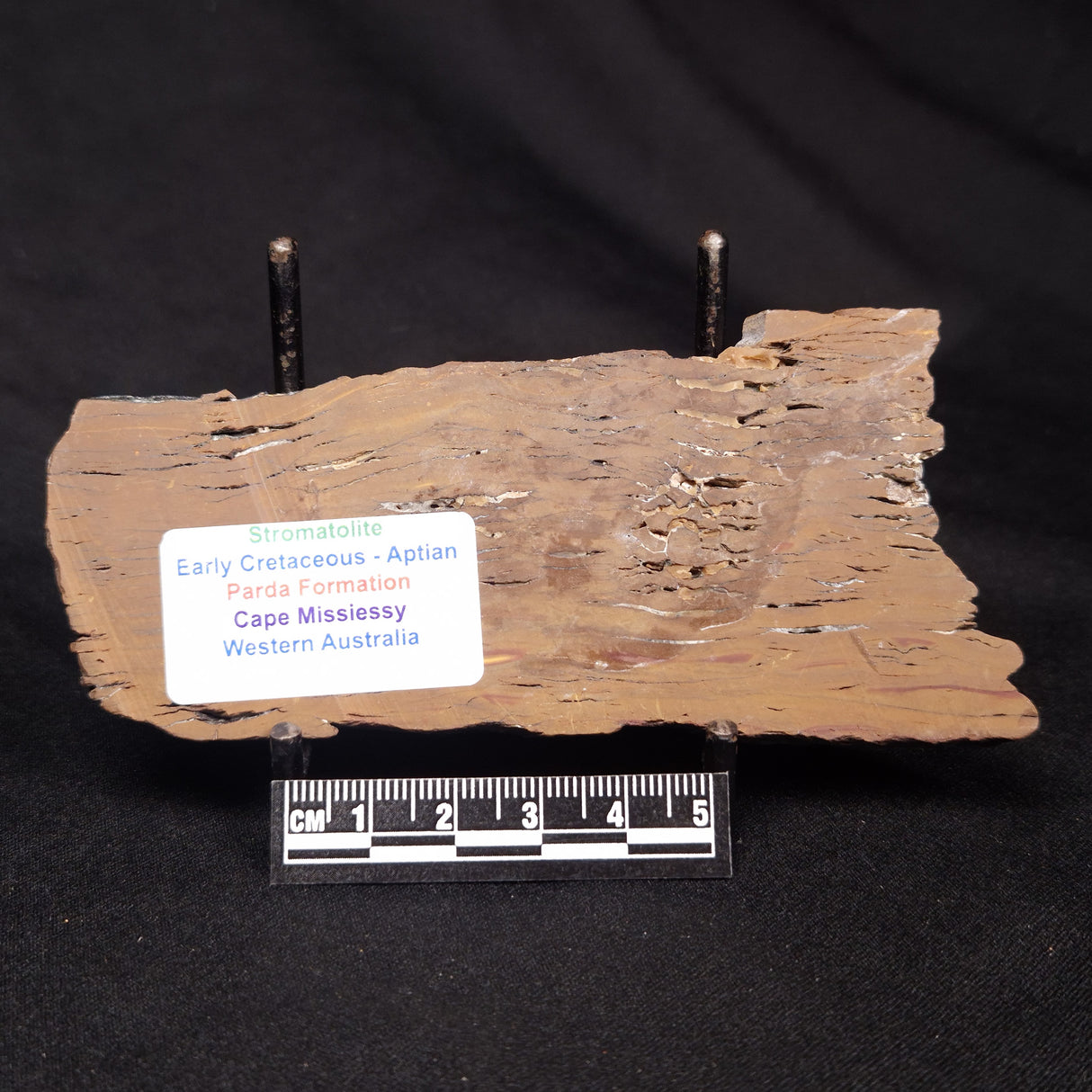 STROMATOLITE, Parda Formation, Early Cretaceous (Aptian), Australia ZPF028
