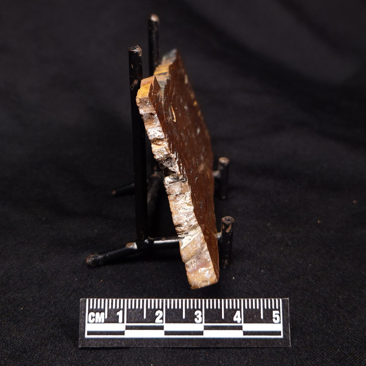STROMATOLITE, Parda Formation, Early Cretaceous (Aptian), Australia ZPF028