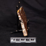 STROMATOLITE, Parda Formation, Early Cretaceous (Aptian), Australia ZPF028