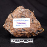 STROMATOLITE, Parda Formation, Early Cretaceous (Aptian), Australia ZPF029