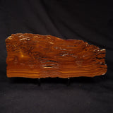 STROMATOLITE, Parda Formation, Early Cretaceous (Aptian), Australia ZPF030