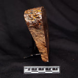 STROMATOLITE, Parda Formation, Early Cretaceous (Aptian), Australia ZPF030