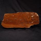 STROMATOLITE, Parda Formation, Early Cretaceous (Aptian), Australia ZPF031