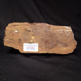 STROMATOLITE, Parda Formation, Early Cretaceous (Aptian), Australia ZPF031
