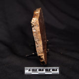 STROMATOLITE, Parda Formation, Early Cretaceous (Aptian), Australia ZPF031