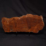 STROMATOLITE, Parda Formation, Early Cretaceous (Aptian), Australia ZPF032