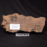 STROMATOLITE, Parda Formation, Early Cretaceous (Aptian), Australia ZPF032