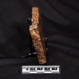 STROMATOLITE, Parda Formation, Early Cretaceous (Aptian), Australia ZPF032