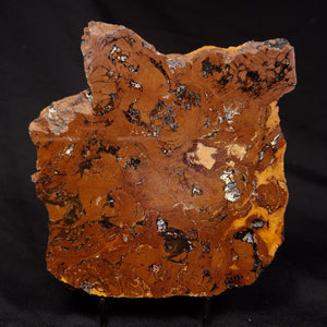 Stromatolite - Australia