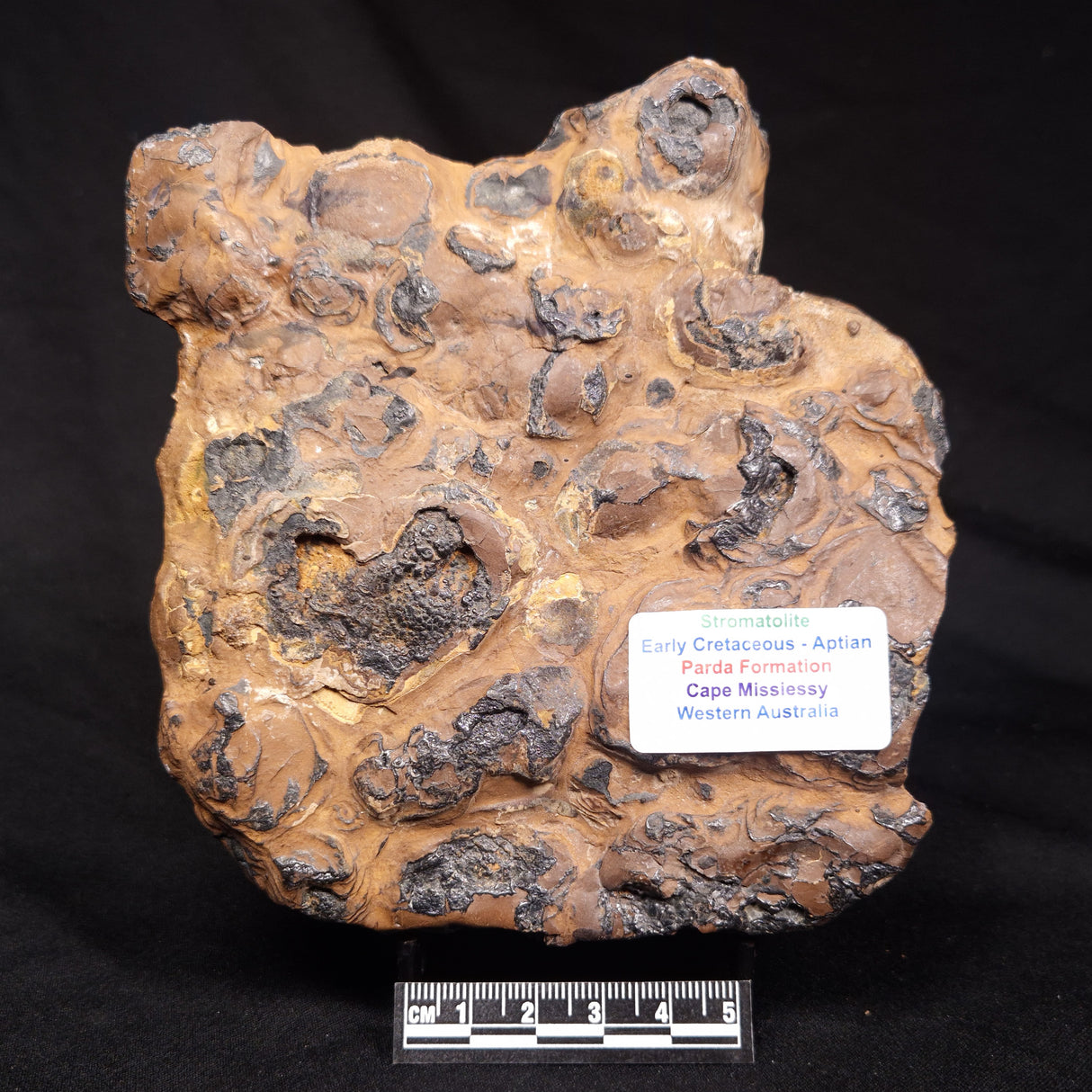 STROMATOLITE, Parda Formation, Early Cretaceous (Aptian), Australia ZPF033
