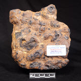 STROMATOLITE, Parda Formation, Early Cretaceous (Aptian), Australia ZPF033