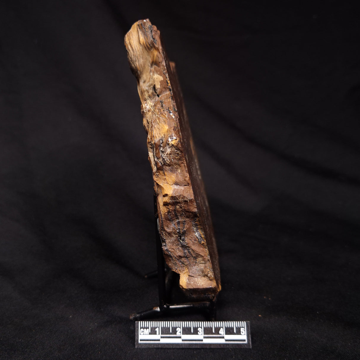 STROMATOLITE, Parda Formation, Early Cretaceous (Aptian), Australia ZPF033
