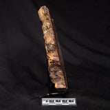 STROMATOLITE, Parda Formation, Early Cretaceous (Aptian), Australia ZPF033