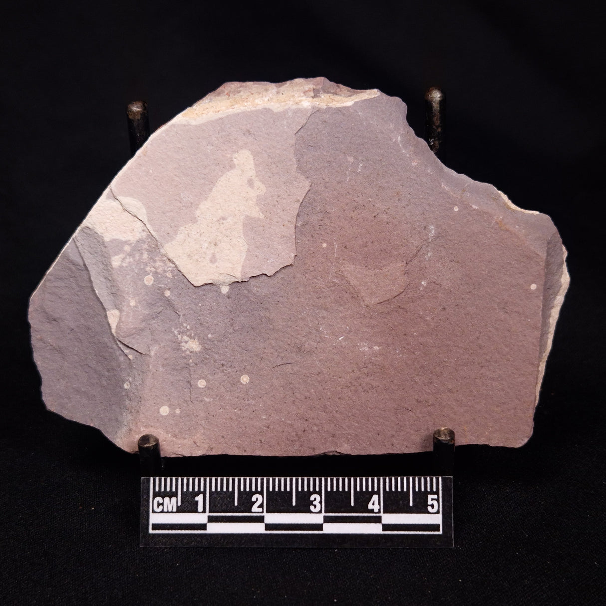 PORPITA LIAONANELLA PLANODISCIFORMIS, Australia ZPL002