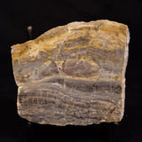 LINELLA AVIS STROMATOLITE, Neoproterozoic, Australia ZLA057