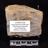 LINELLA AVIS STROMATOLITE, Neoproterozoic, Australia ZLA057