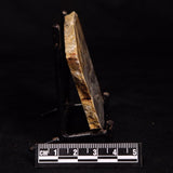 LINELLA AVIS STROMATOLITE, Neoproterozoic, Australia ZLA057