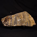 LINELLA AVIS STROMATOLITE, Neoproterozoic, Australia ZLA058