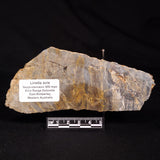 LINELLA AVIS STROMATOLITE, Neoproterozoic, Australia ZLA058