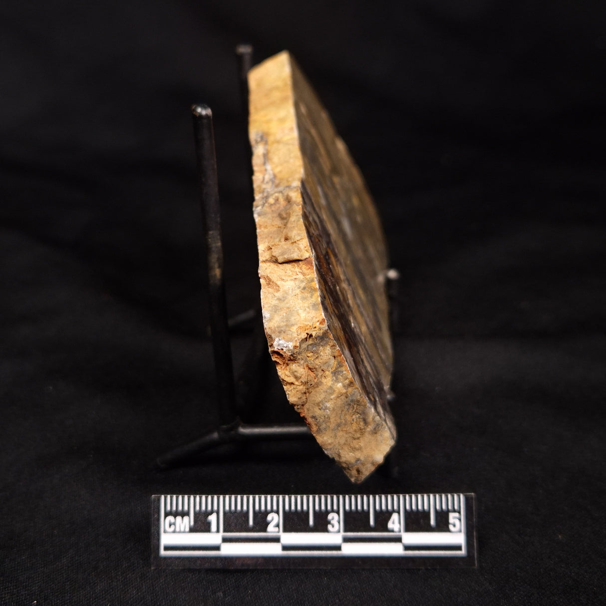 LINELLA AVIS STROMATOLITE, Neoproterozoic, Australia ZLA058