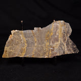 LINELLA AVIS STROMATOLITE, Neoproterozoic, Australia ZLA059
