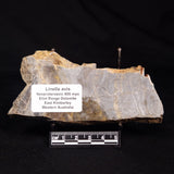 LINELLA AVIS STROMATOLITE, Neoproterozoic, Australia ZLA059