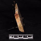 LINELLA AVIS STROMATOLITE, Neoproterozoic, Australia ZLA059