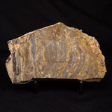 LINELLA AVIS STROMATOLITE, Neoproterozoic, Australia ZLA060
